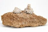 Two Mississippian Crinoids (Uperocrinus & Actinocrinus) - Missouri #212091-2